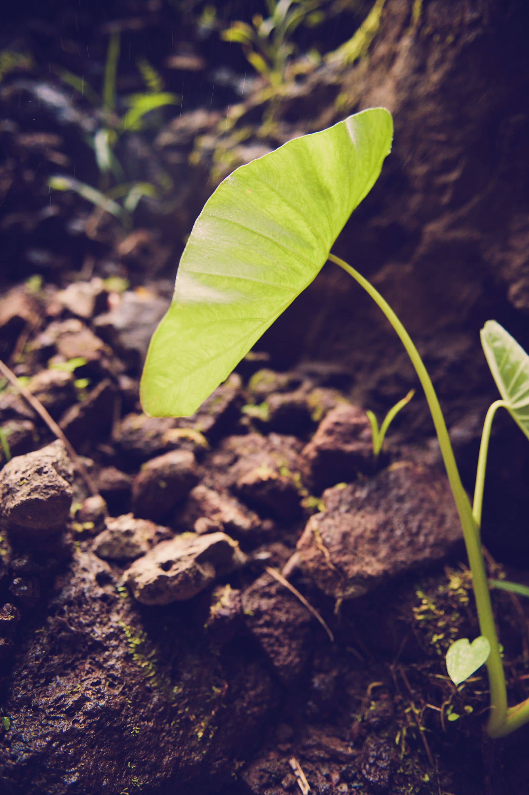 Séance photo portrait Tahiti, Rachelle par Marc Gérard Photography