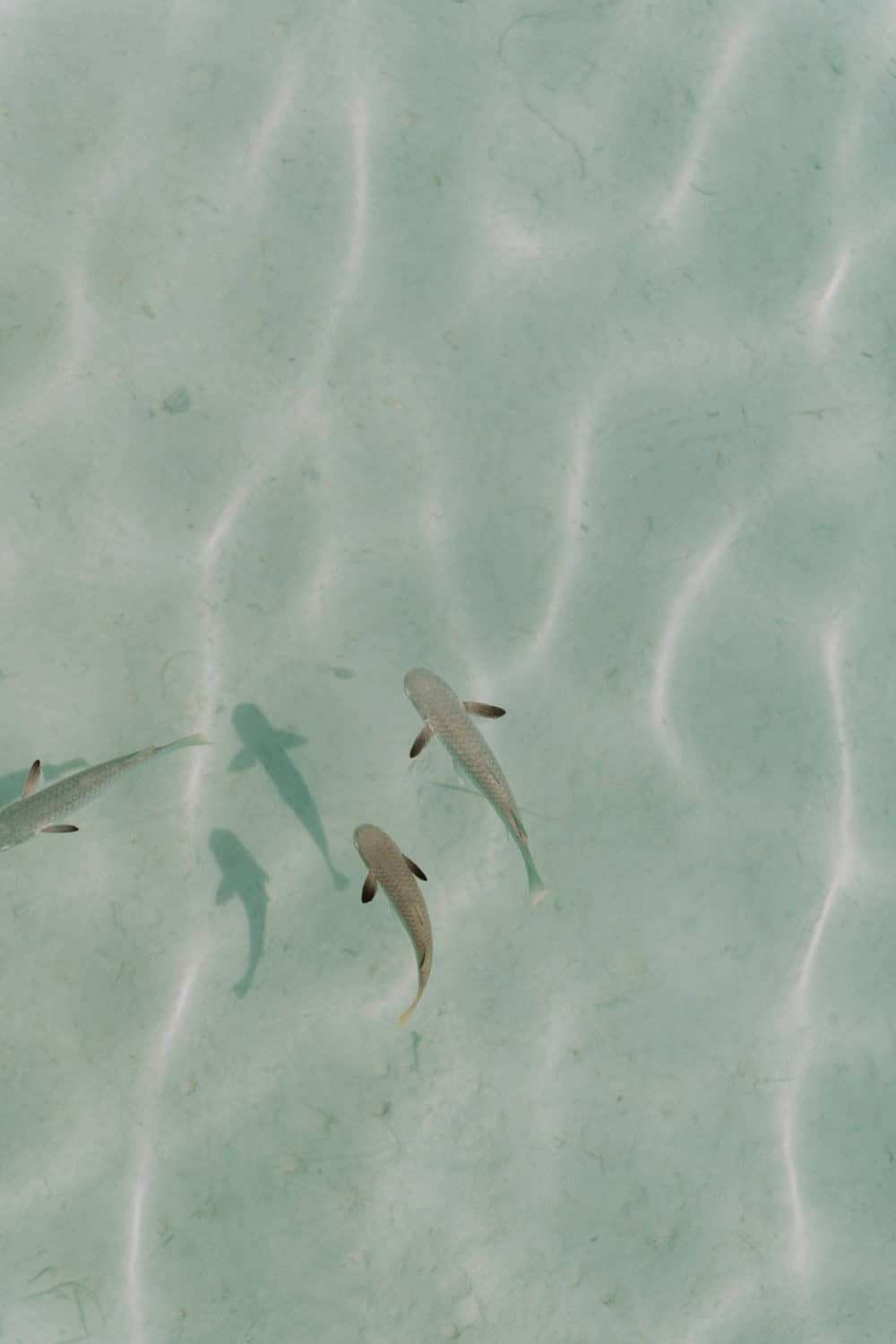 Photographe Bora Bora St Régis