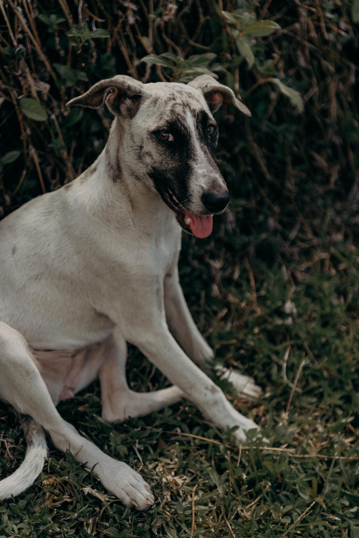 Séance photo couple Bora Bora